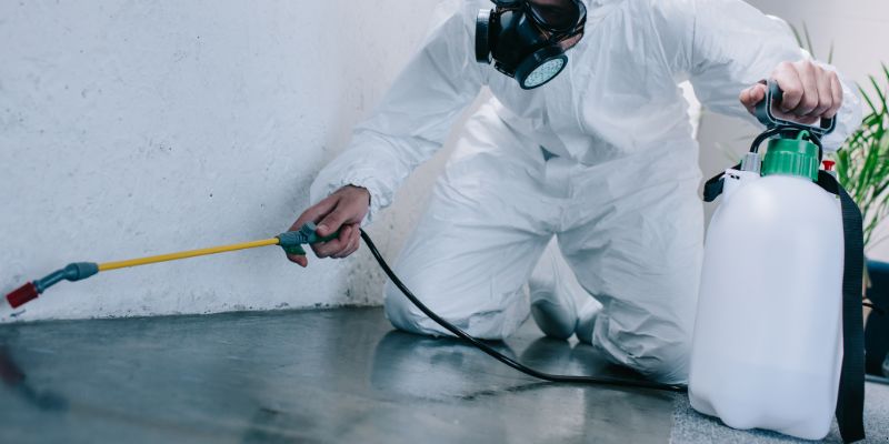 Como é Feita a Dedetização de Baratas em Suzano: Conheça 6 Métodos Como é feita a dedetização de baratas em Suzano